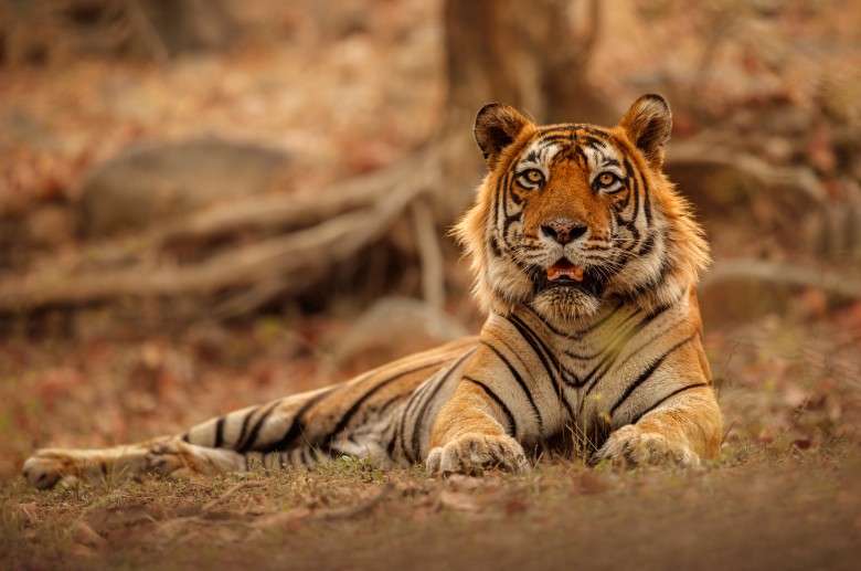 ranthambore-wildlife-safari-tour