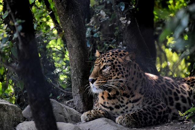 delhi-to-jim-corbett